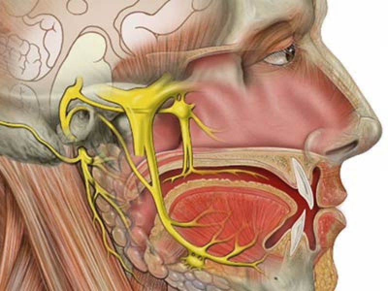 Terapia Neural